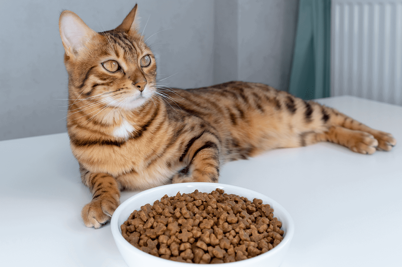 אוכל מומלץ לחתולים | מזון לחתולים במודיעין