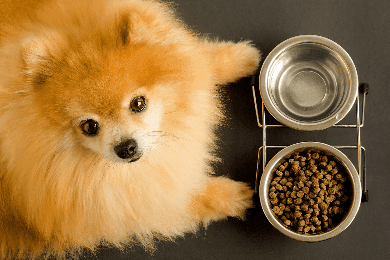 אוכל מומלץ לכלבים | מזון לכלבים במודיעין