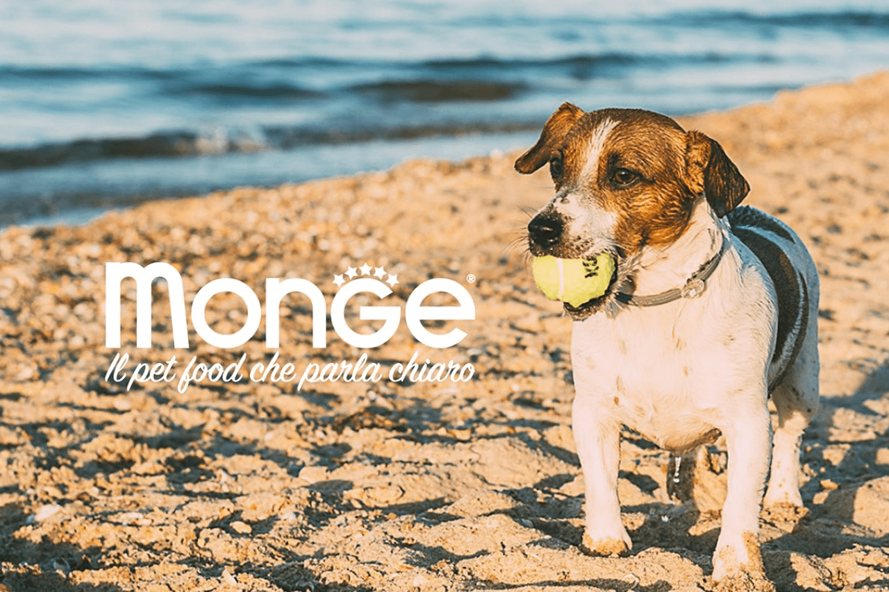 מזון לכלבים וחתולים MONGE | אוכל לכלבים